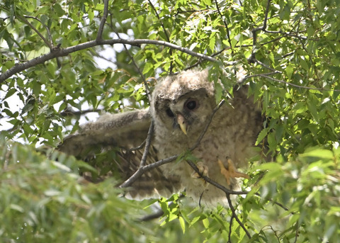 フクロウのヒナ7765