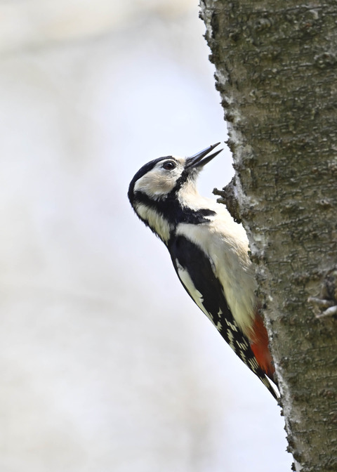 アカゲラ♀5322