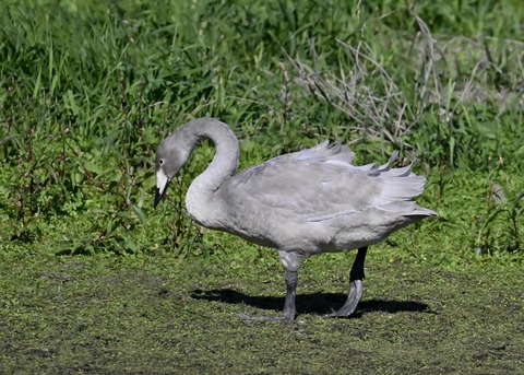 オオハクチョウ幼鳥2845
