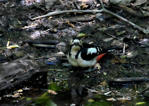 アカゲラ♀6680