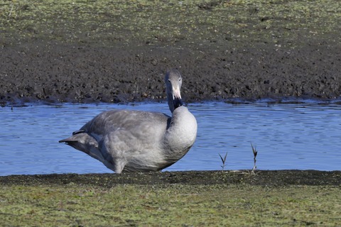 オオハクチョウ幼鳥7760