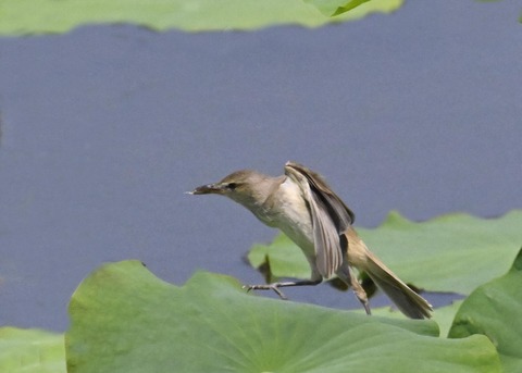 オオヨシキリ1701