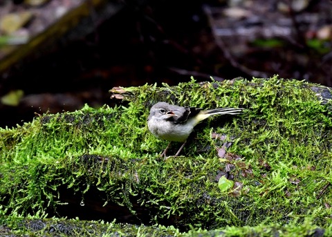 キセキレイ幼鳥8216