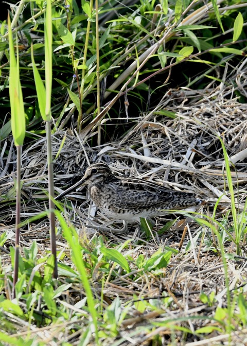 チュウジシギ3260