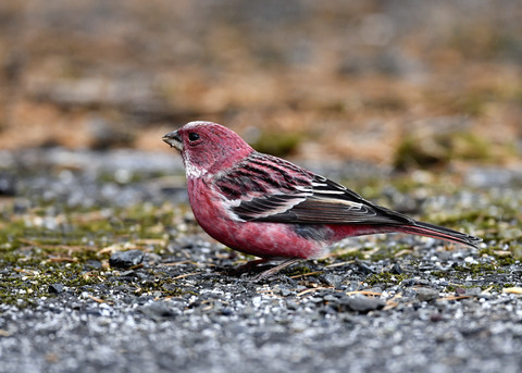 オオマシコ♂3234