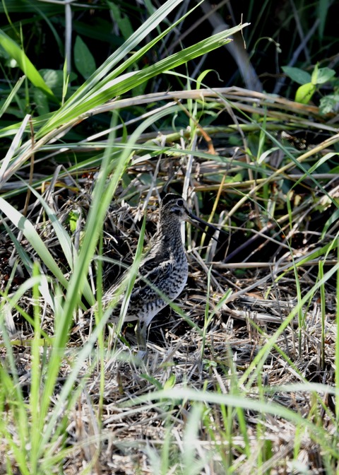 チュウジシギ0113