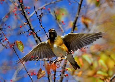 マミチャジナイ0419