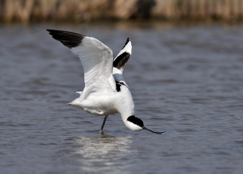 ソリハシセイタカシギ9007