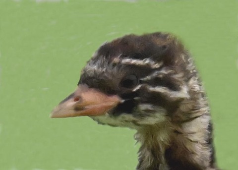 カイツブリのヒナ4000