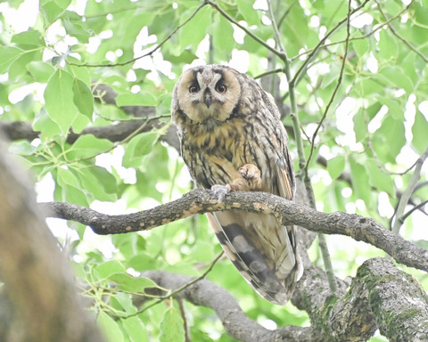 トラフズクの♀親4824