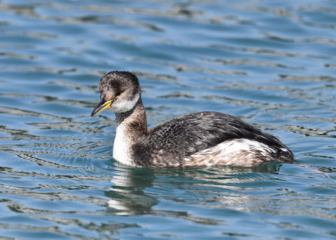 アカエリカイツブリ2969