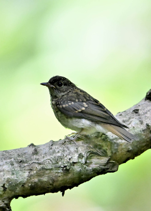 キビタキ幼鳥2576