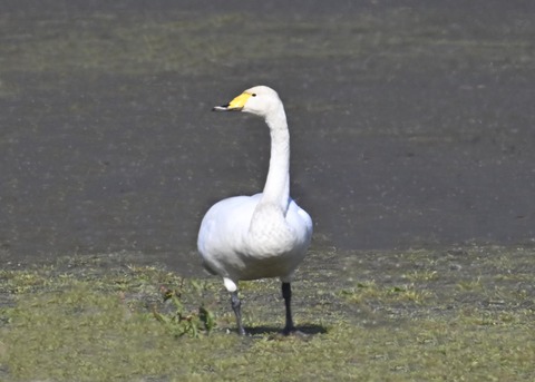 オオハクチョウ8241