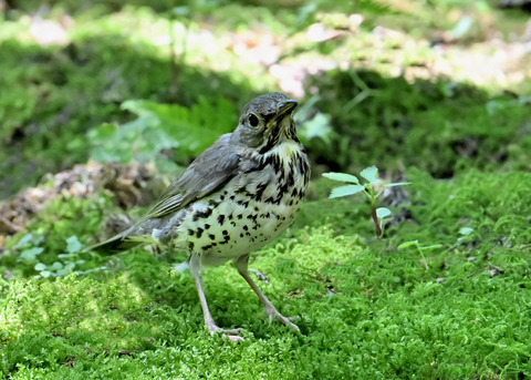 クロツグミ♀幼鳥5382