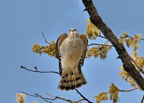 ツミ♀0403