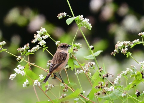 ノビタキ♀冬羽4006