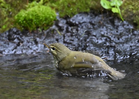 メボソムシクイ0387