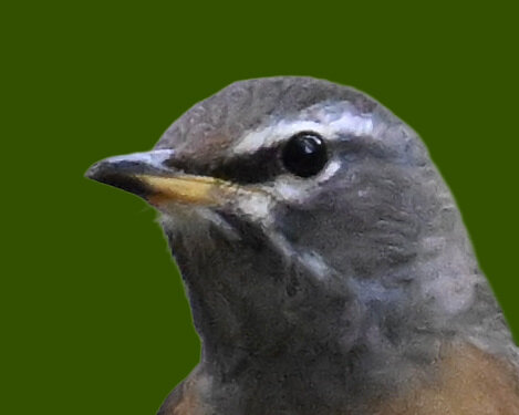 マミチャジナイ2001