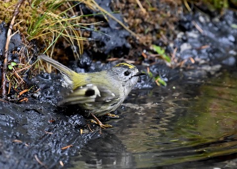 キクイタダキ♂0893