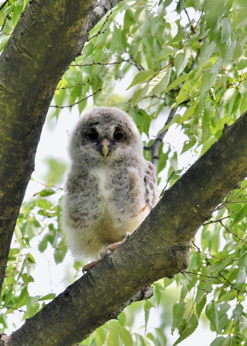 フクロウのヒナ②4320