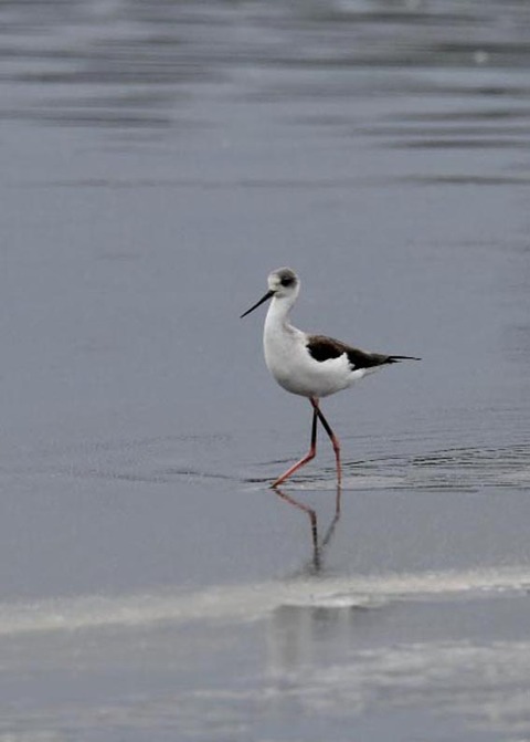 セイタカシギ3607