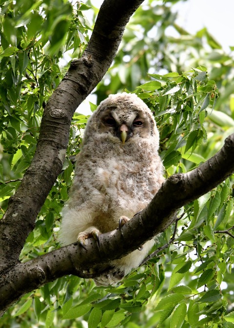 フクロウのヒナ①4393