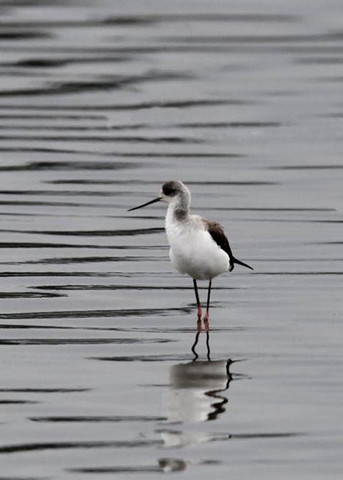 セイタカシギ3902