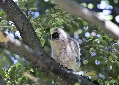 トラフズクのヒナ7494