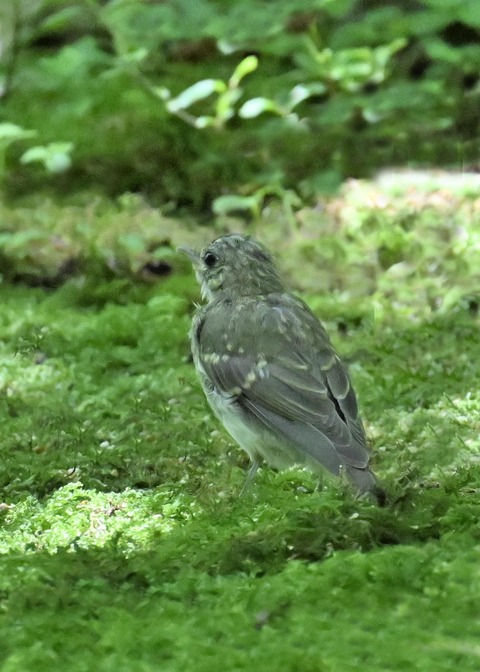 キビタキ幼鳥5792