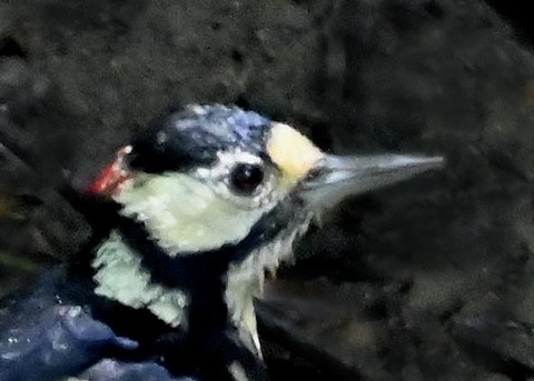 アカゲラ♂若4170