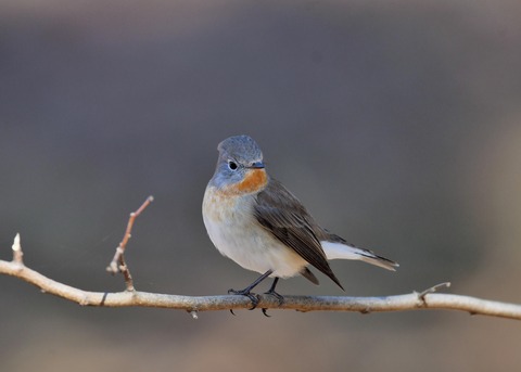 ニシオジロビタキ♂1633