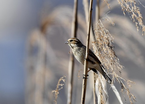 オオジュリン♀9867