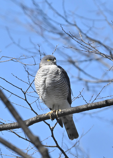 ツミ♀9683