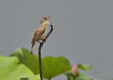 オオヨシキリ1830