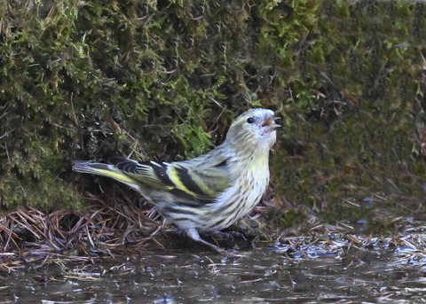 マヒワ♀7231