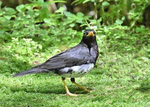 クロツグミ♂3922