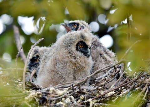 トラフズクのヒナ③④⑤7231