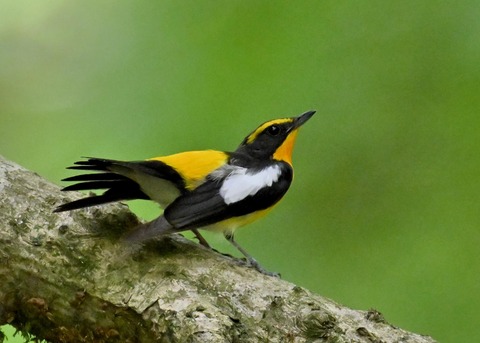 キビタキ成鳥♂5762