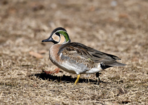 トモエガモ♂1349