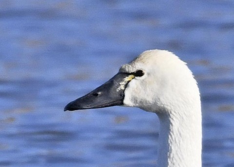 アメリカコハクチョウ②0441
