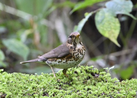 クロツグミ♀4231