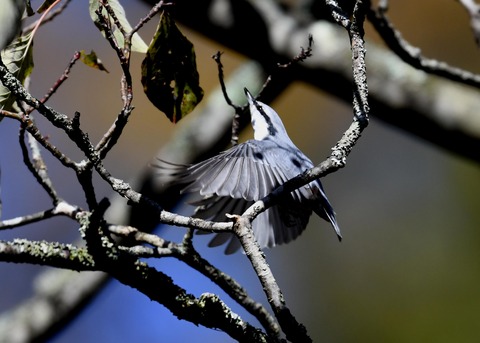 ゴジュウカラ2642