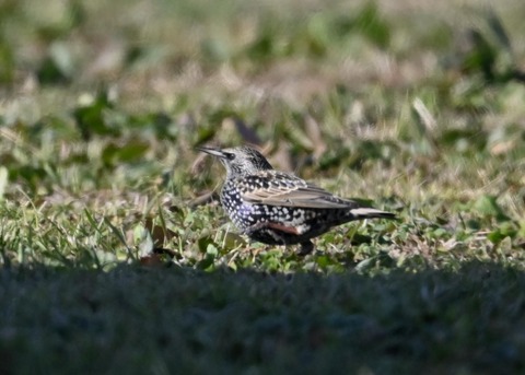 ホシムクドリ5558