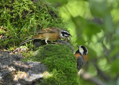 ホオジロとヤマガラ4055-01