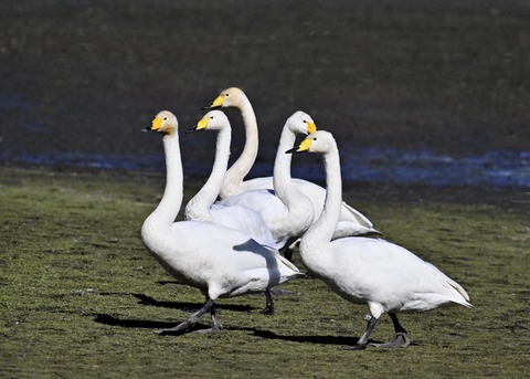オオハクチョウ2750