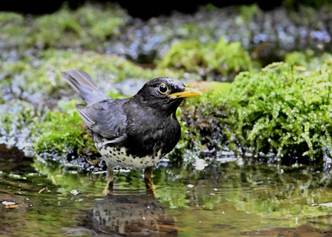 クロツグミ♂3969