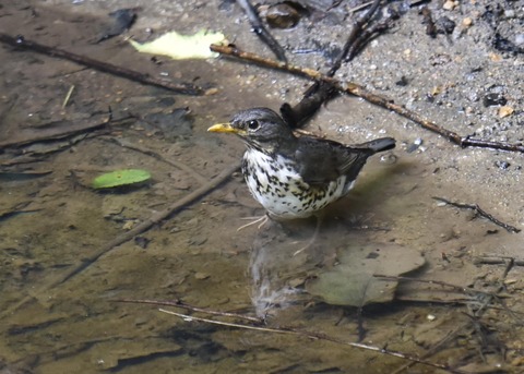 クロツグミ♀3054