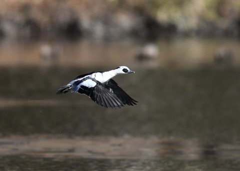 ミコアイサ♂8445