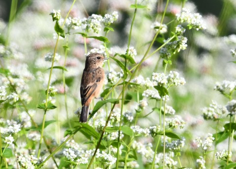 ノビタキ♀0354