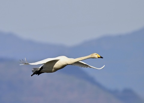 オオハクチョウ2208